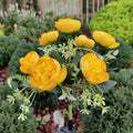 Solar Lights Outdoor, Solar Garden Lights, 7Head Camellia Flower Solar Light for Yard Lawn Garden Atmosphere Lighting Decoration PawLuxe